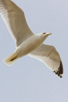 ring billed gull